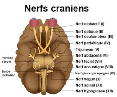 Indemnisation d'un traumastisme Cranien suite à un accident - Nos ...